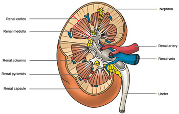 Best nephrology hospitals in Haryana,Best nephrology doctors in Haryana,Nephrology specialists in Haryana,Best nephrologists in Haryana,Nephrology treatments in Haryana,Best nephrology hospitals in Rohtak,Best nephrology doctors in Rohtak,Nephrology specialists in Rohtak,Best nephrologists in Rohtak,Nephrology treatments in Rohtak