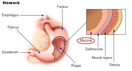 Gastroenterologists in Haryana,Best Gastroenterology Hospital in Haryana,Best Gastroenterology Doctors in Haryana,Gastroenterologists in Rohtak,Best Gastroenterology Hospital in Rohtak,Best Gastroenterology Doctors in Rohtak