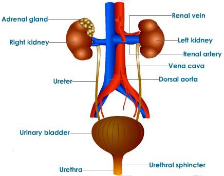 Best urology hospitals in Haryana,Best urology doctors in Haryana,Urology specialists in Haryana,Urology treatments in Haryana,best kidney care transplant hospitals in Haryana,chronic kidney disease treatment hospitals in Haryana,kidney dialysis hospitals in Haryana,best kidney care doctors in Haryana,Renal transplantation in Haryana,Best urology hospitals in Rohtak,Best urology doctors in Rohtak,Urology specialists in Rohtak,Urology treatments in Rohtak,best kidney care transplant hospitals in Rohtak,chronic kidney disease treatment hospitals in Rohtak,kidney dialysis hospitals in Rohtak,best kidney care doctors in Rohtak,Renal transplantation in Rohtak,Best Hospital for Kidney Stone removal in Haryana,Best Hospital for prostate problems in Haryana,Best Hospital for renal implantation in Haryana,Best Hospital for kidney problems in Haryana,Best Hospital for prostate problems in Rohtak,Best Hospital for renal implantation in Rohtak,Best Hospital for kidney problems in Rohtak